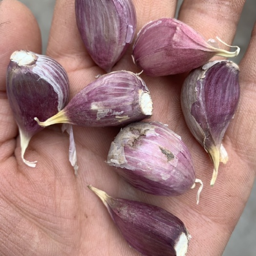 红根大蒜 供应四川优质蒜红瓣子