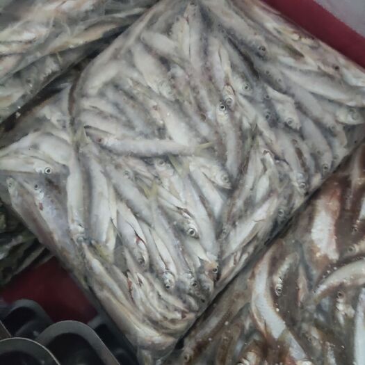 防城港 现有大量冻板兰刀鱼5斤一包。价钱优惠。
