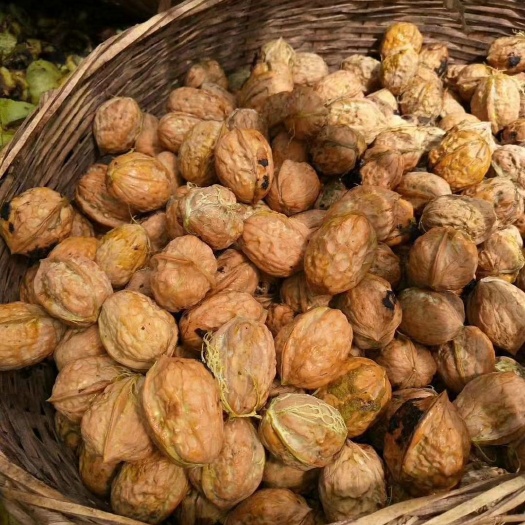 盐源县 天然自产核桃    果肉饱满  口感香醇  质量保证