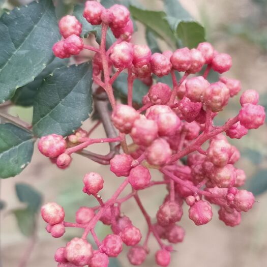 平凉红花椒  甘肃花椒