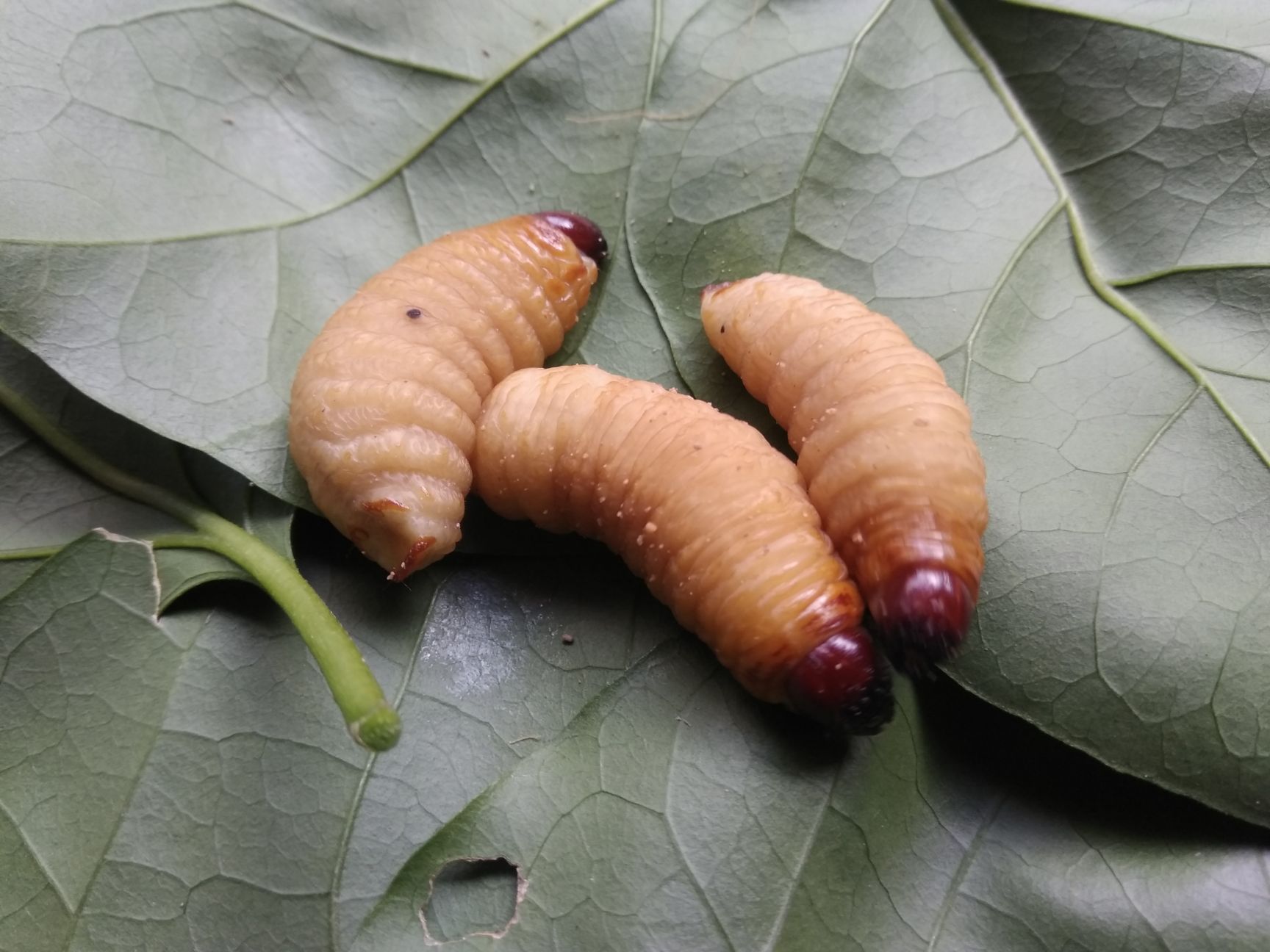 竹虫 本场长期供应竹蛆(竹象虫,笋虫),欢迎咨询订购!