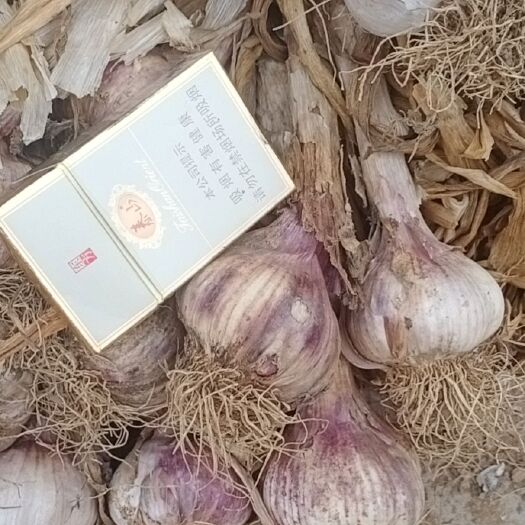 安丘市红皮大蒜 混级统货