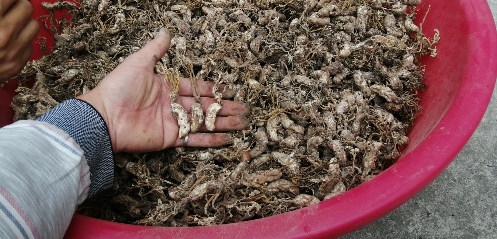 金蝉花20225新货，纯山货，虫草