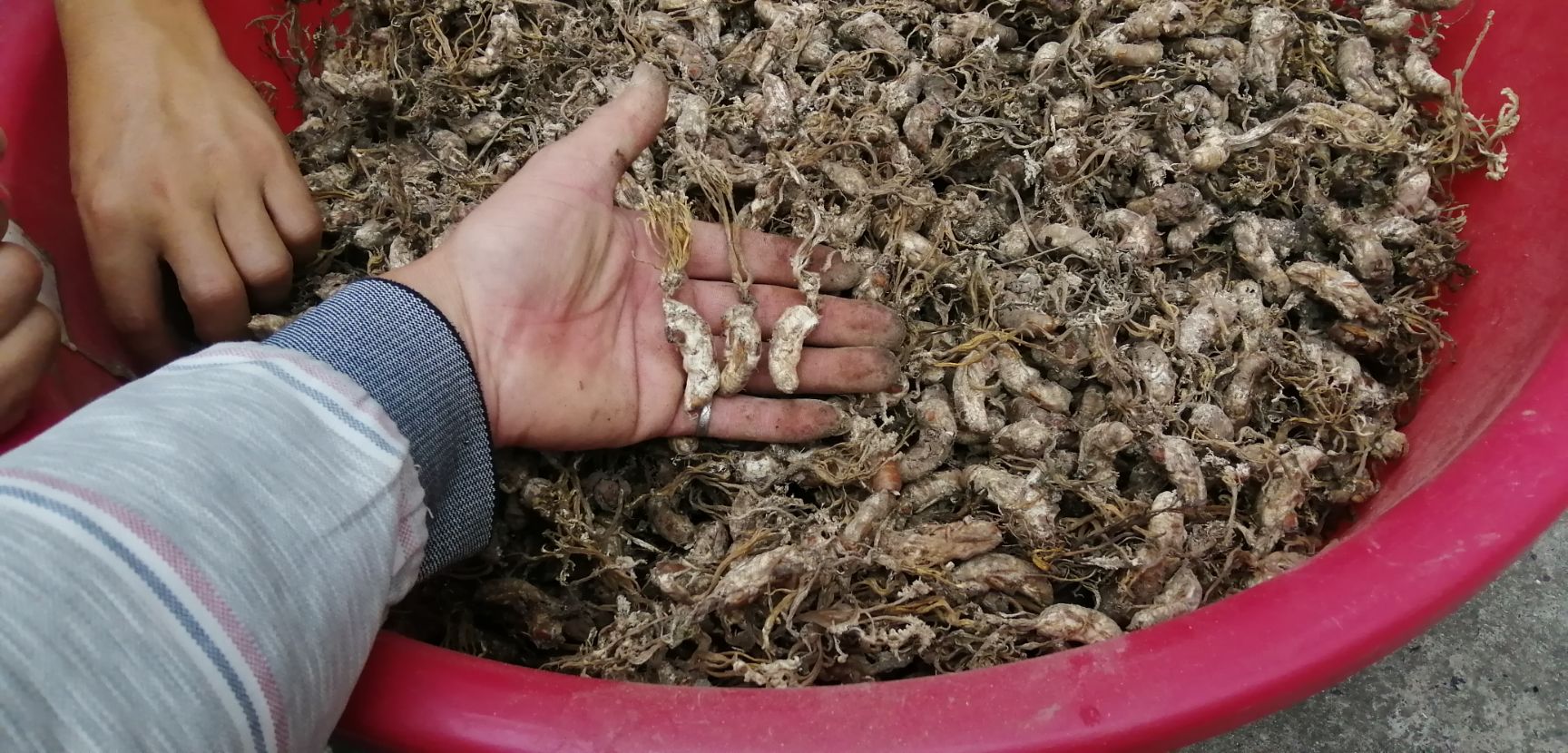 金蝉花20225新货，纯山货，虫草