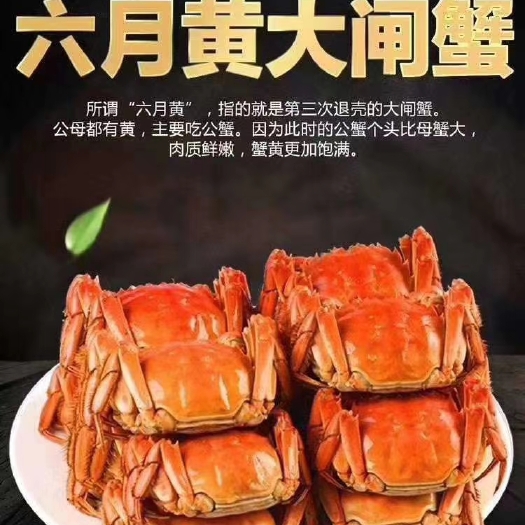 宣城固城湖大闸蟹 精品六月黄蟹