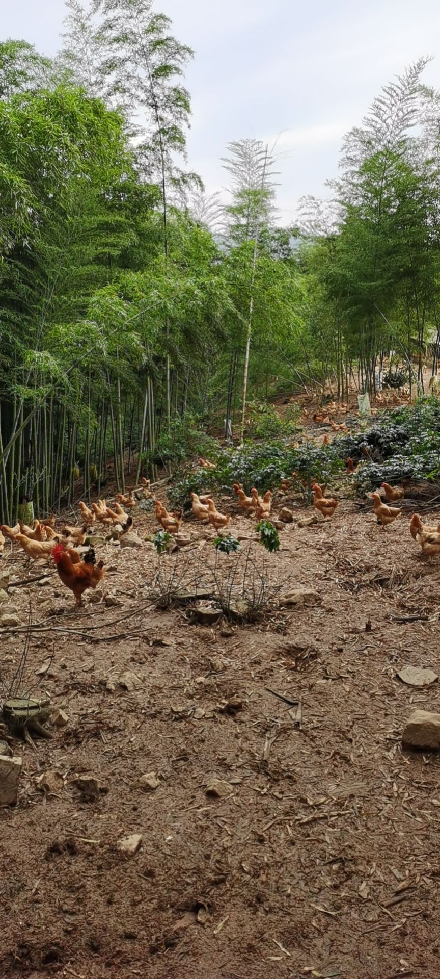 正宗山林放养土鸡  环境优美，食五谷杂粮，杂草虫子，肉质鲜