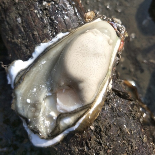 长海县北海生蚝 本人常年海上养殖以及批发二倍体三倍体生蚝，有的是量，诚信第一