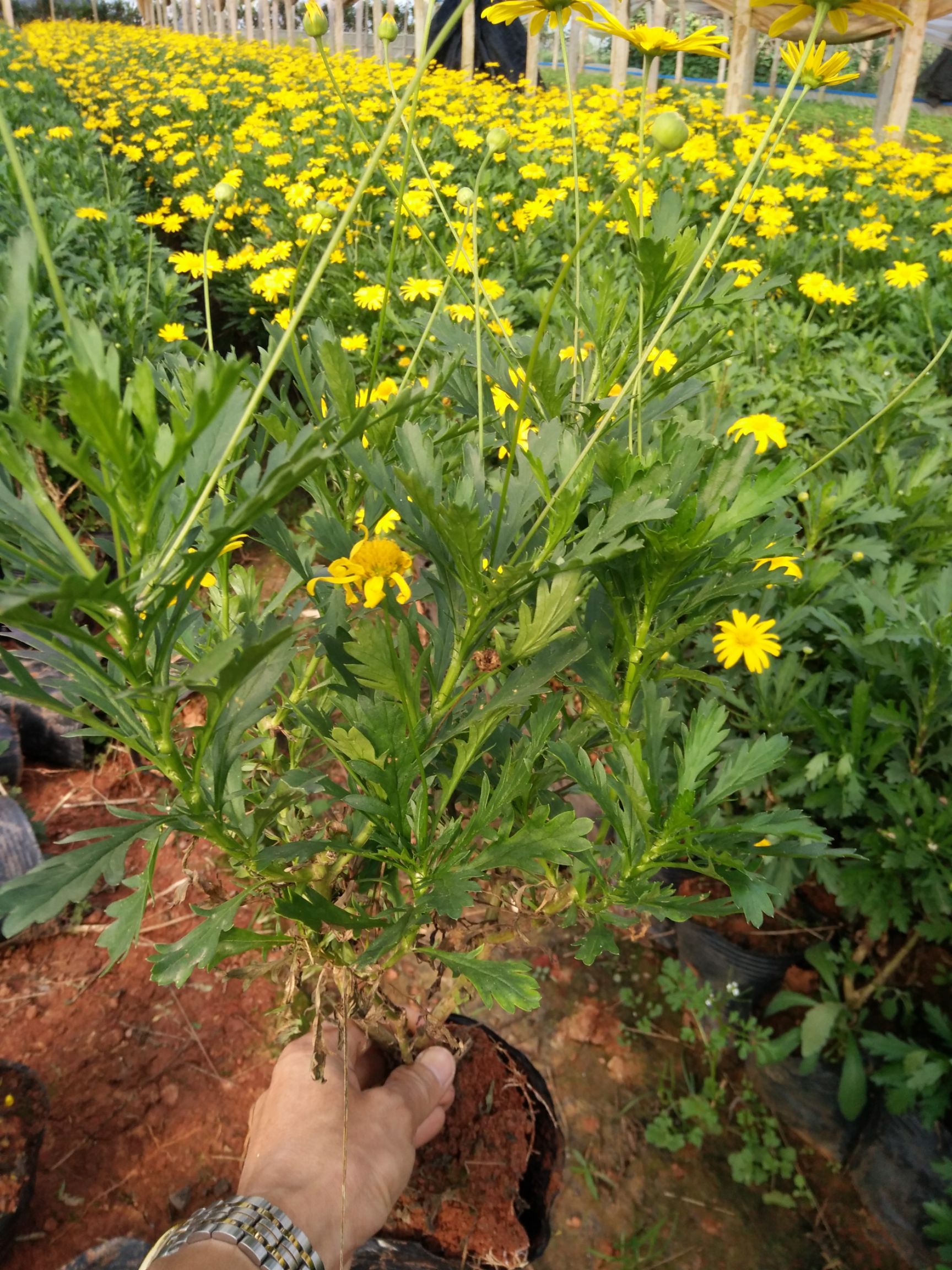 木春菊苗 高度30公分  木春菊云南省昆明市苗木基地批发