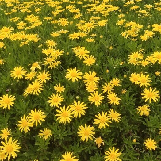 宜良县木春菊苗 高度30公分  木春菊云南省昆明市苗木基地批发
