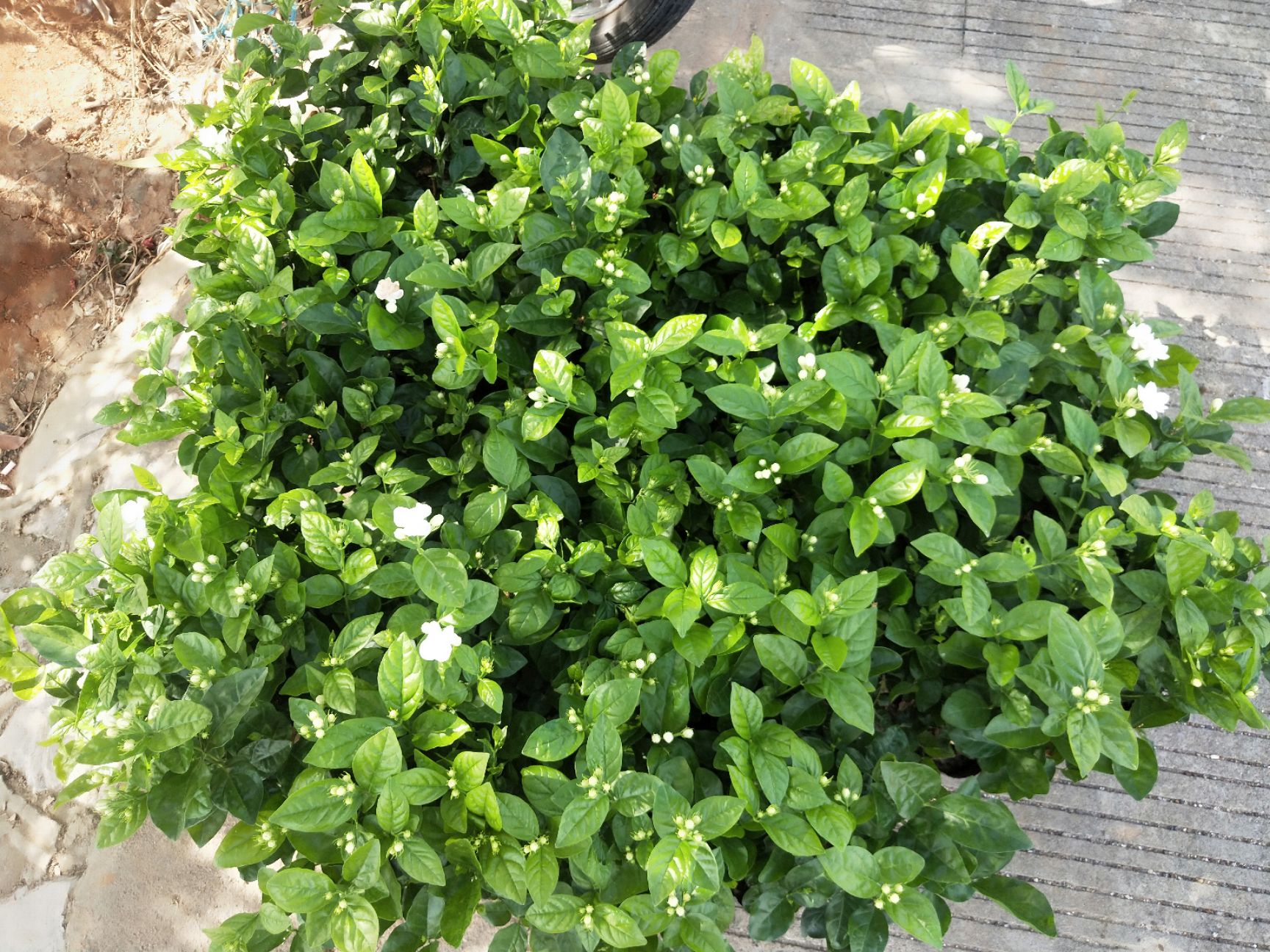  横县双瓣重瓣复茉莉花盆栽农户自己种植带花苞批发