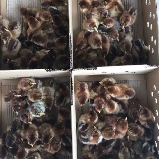 广州青脚麻鸡苗 青脚麻鸡，铁脚麻鸡，大种鸡，成年体重公9斤多，母6斤左右
