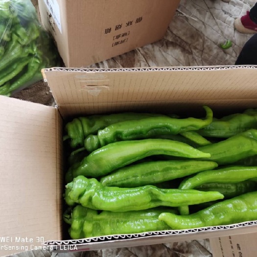 大同 尖椒太空椒精品