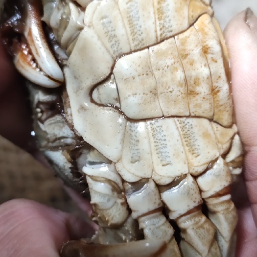 滨州 山东蟹苗