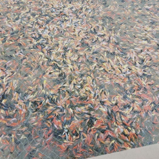 锦鲤鱼苗