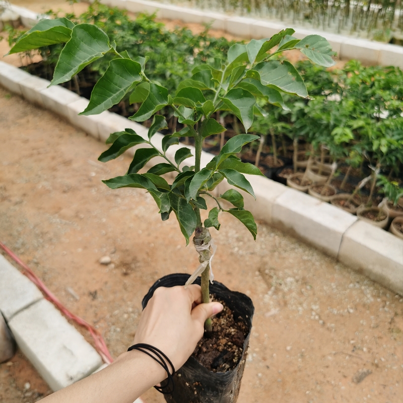 紫肉黄皮果苗 两年嫁接苗可盆栽地栽庭院种植带土带叶发货包邮