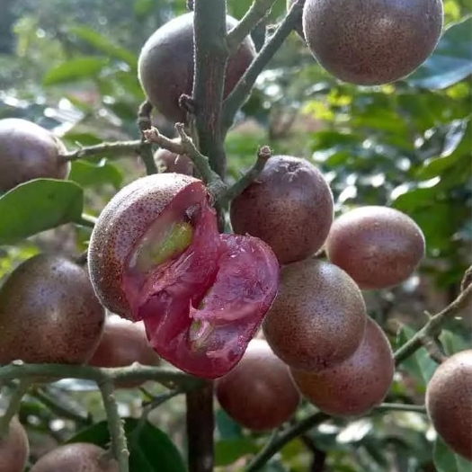 紫肉黄皮果苗 两年嫁接苗可盆栽地栽庭院种植带土带叶发货包邮