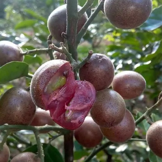 灵山县紫肉黄皮果苗 两年嫁接苗可盆栽地栽庭院种植带土带叶发货包邮