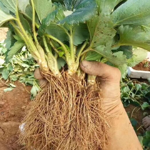 济南 草莓苗基地直发 章姬草莓苗批发 甜宝草莓苗价格 白雪公主草