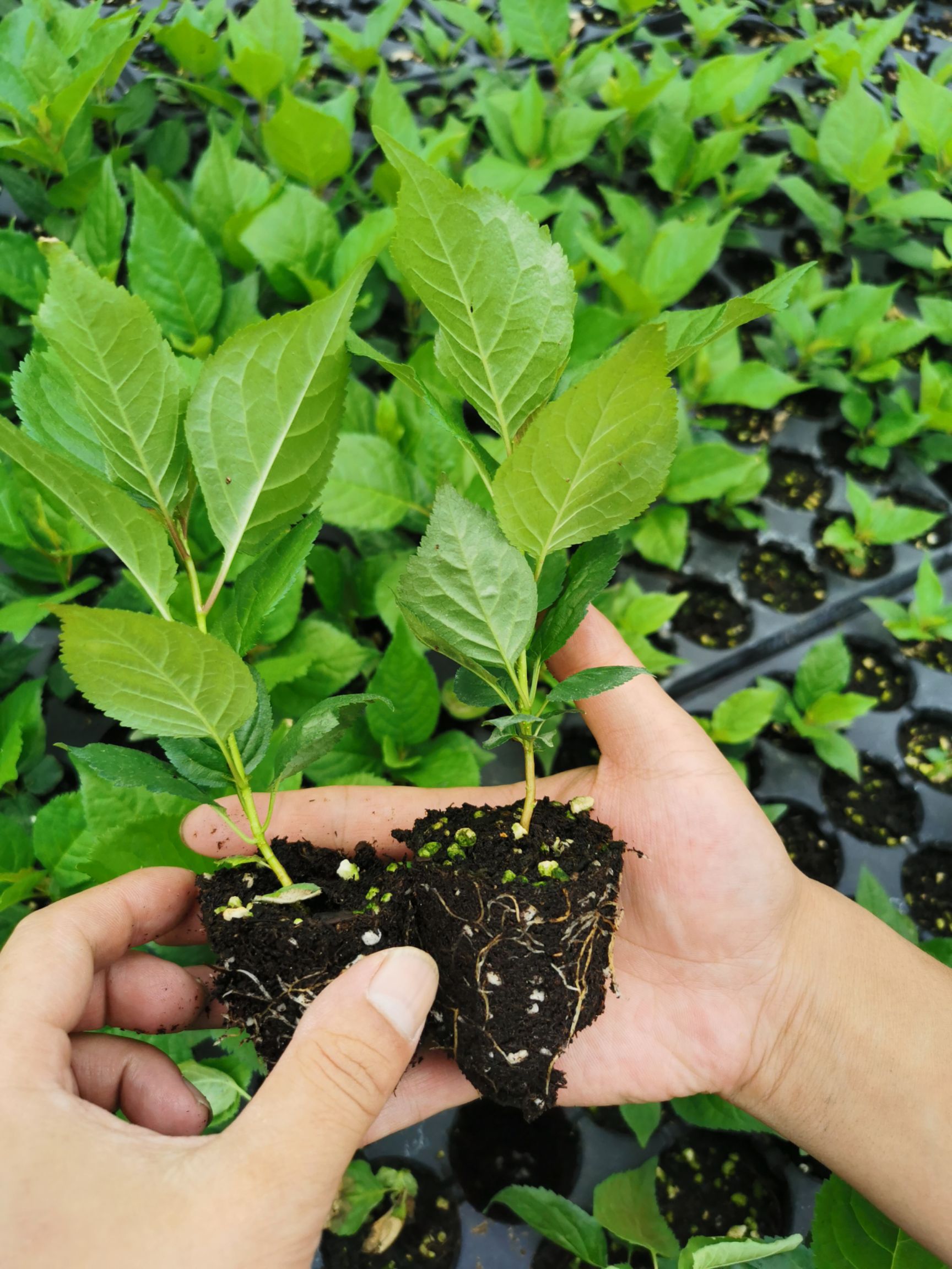 吉塞拉砧木組培苗 吉塞拉12號砧木組培苗 吉塞拉6號砧木