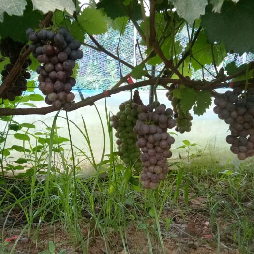 宿州 夏黑葡萄红色，清园2.2一斤
