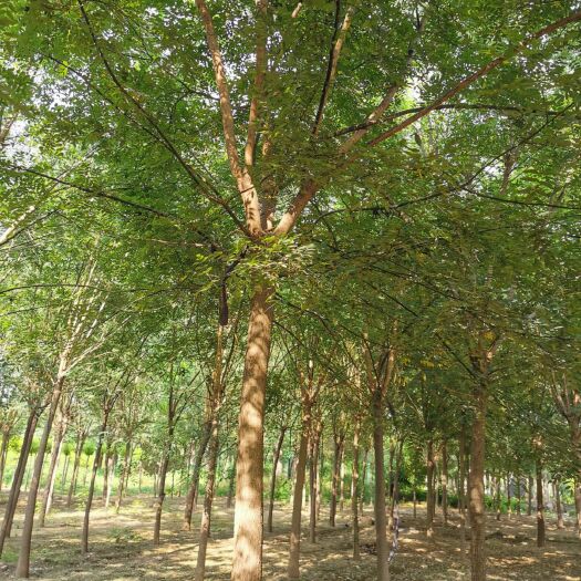 博野县出售6-15公分国槐，树形优美树，分枝统一，干直规格全量数大