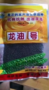 三台县油菜籽种子 龙油1号菜籽种，出油率和亩产量双高产