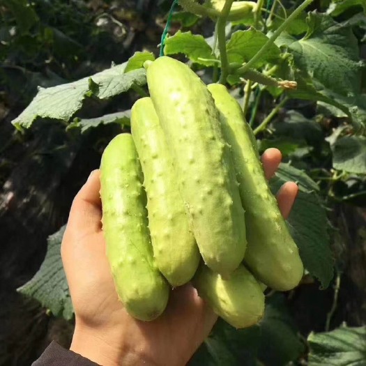 海阳市水果黄瓜  山东海阳水果白玉小黄瓜清脆可口一件代发，电商供