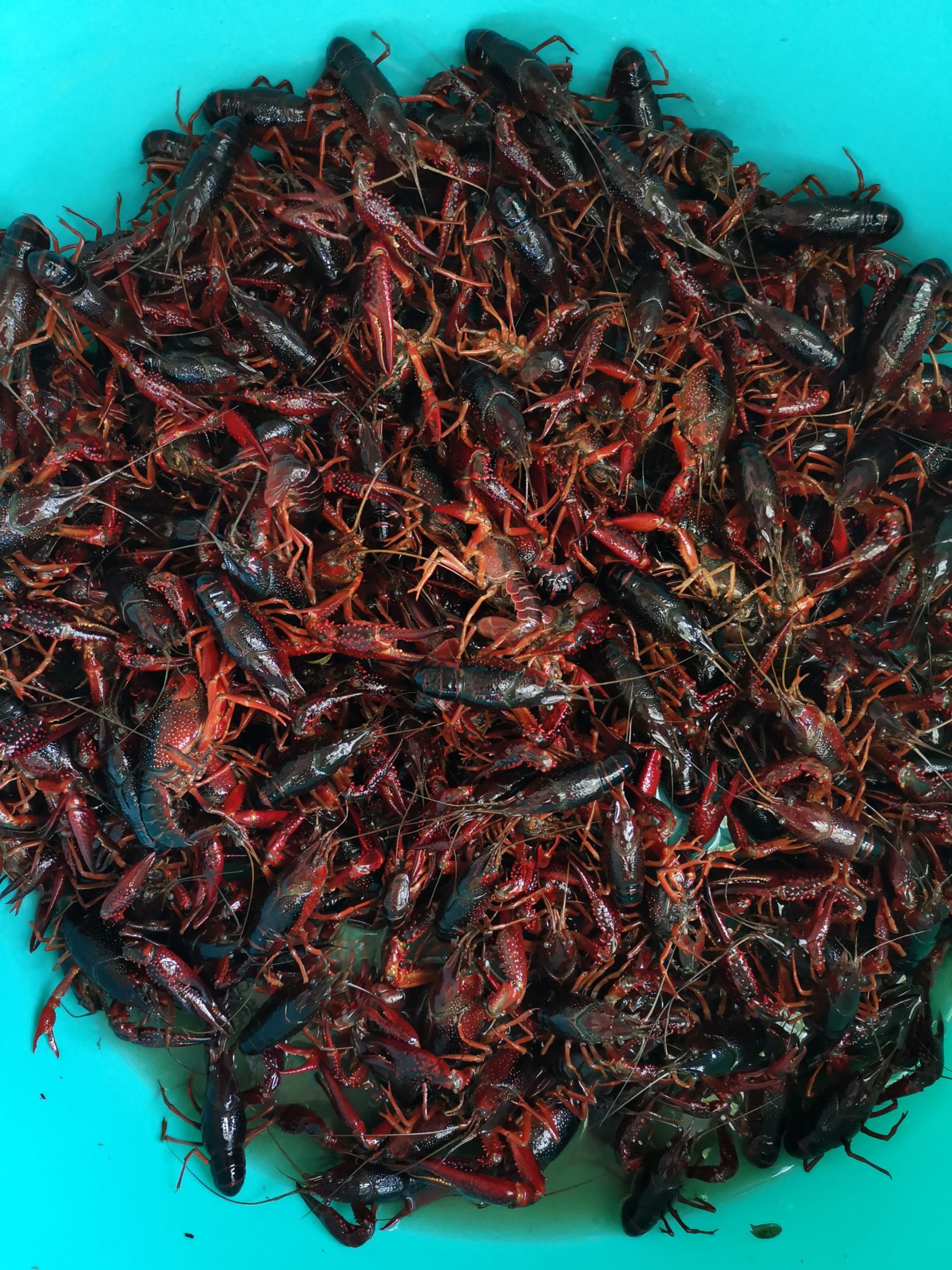 青壳小龙虾 青虾 湖虾 清水虾