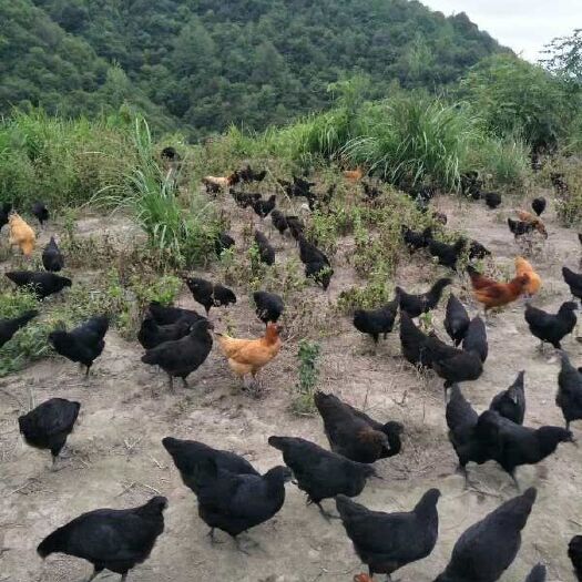 靖州县 高营养蛋白五黑鸡月子鸡