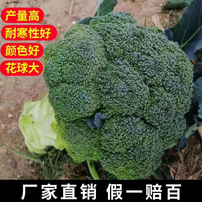 昆明耐寒西兰花种子耐寒性强，个头大颜色绿，米粒小