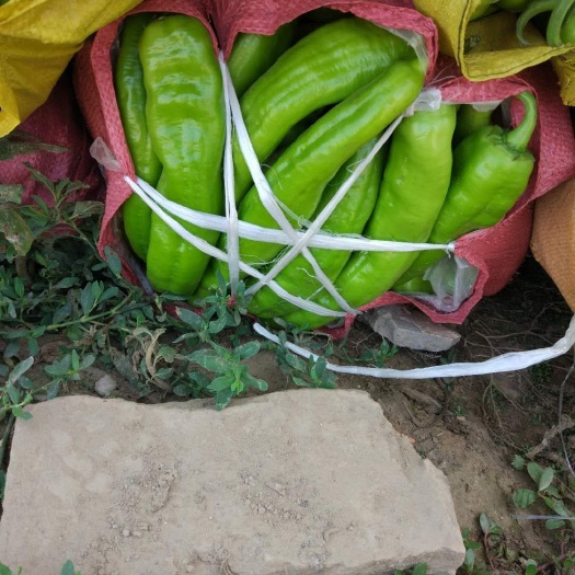 蔚县羊角椒 椒椒，圆椒，杭椒线椒龙椒，丰收二号，油豆，白优一豆角。上市中