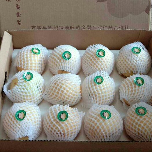 方城县黄金梨 65mm以上 250-300g