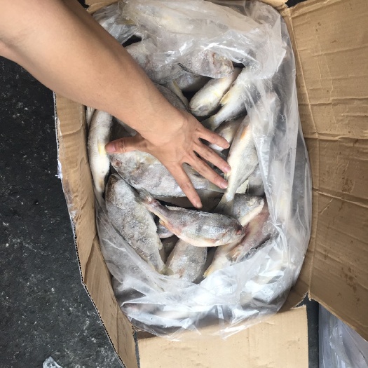 漳州真鲷