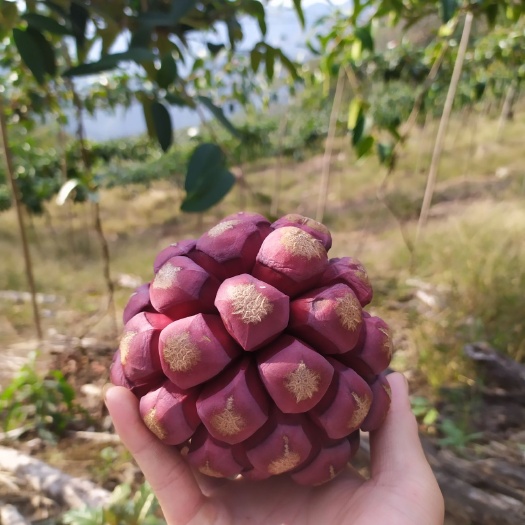 永福县黑老虎果 布福娜果，500g-700g  果园直发