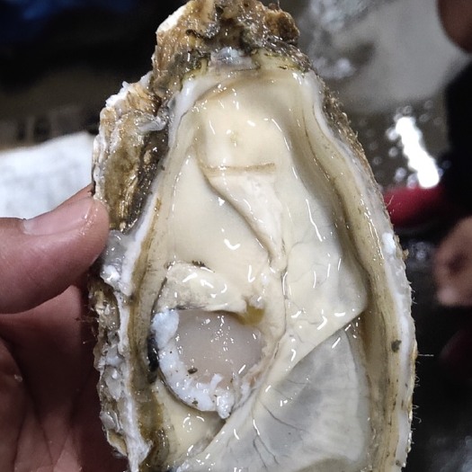 大连大连生蚝 4-5两/只 鲜活水产 海水