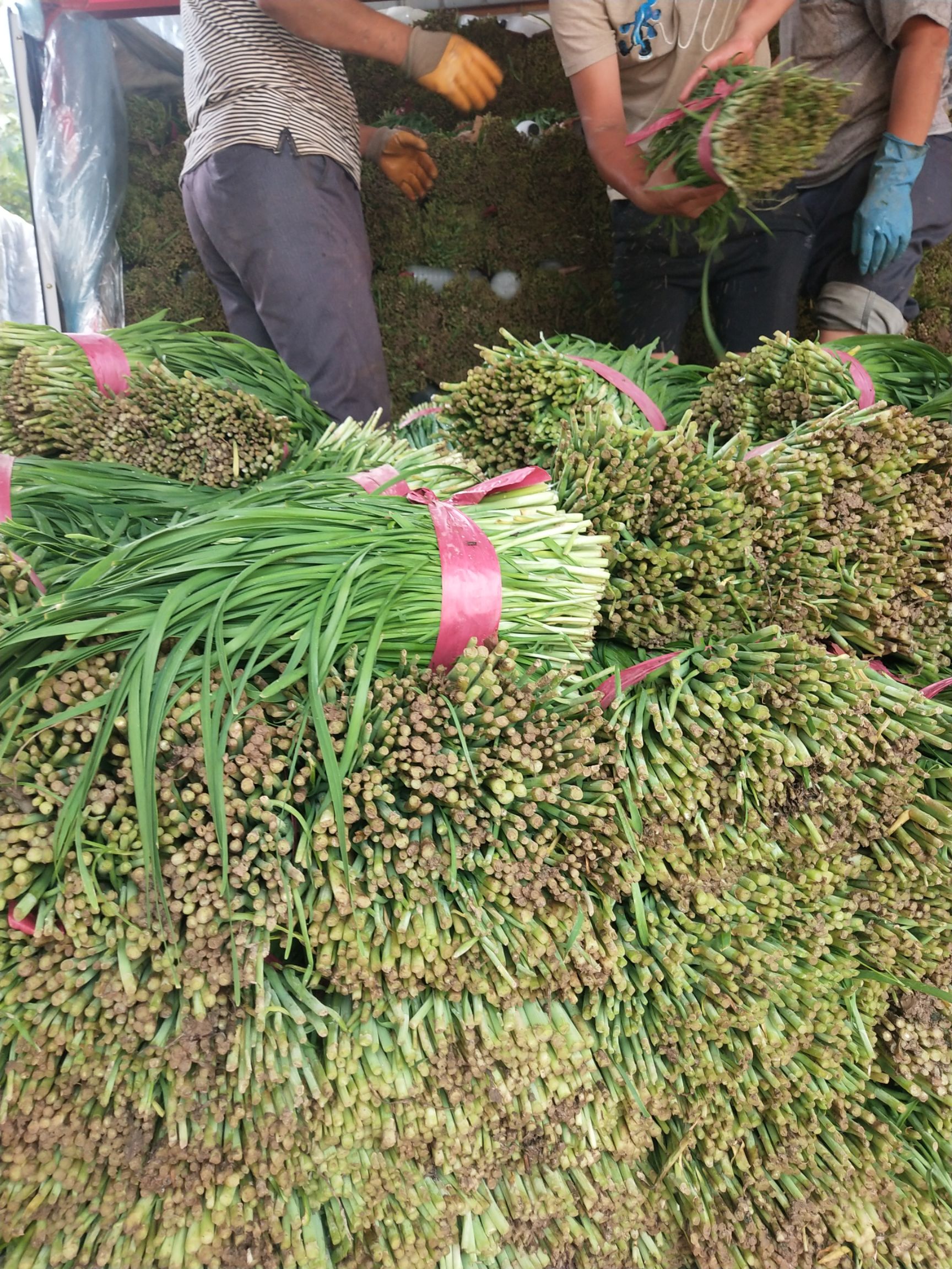 聊城万亩韭菜原产地大量上市，供应各大商超
