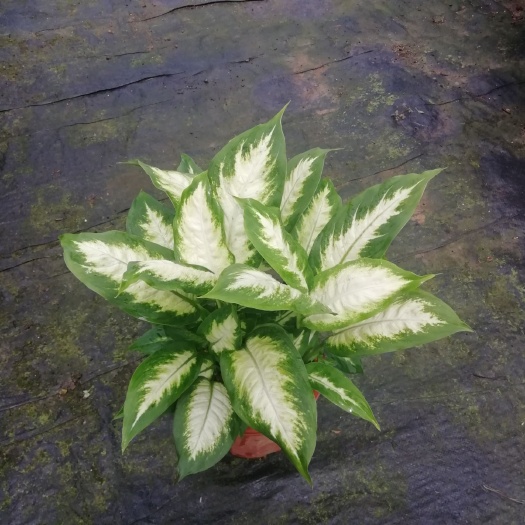 广州粉黛万年青盆栽  粉黛万年青 优质室内观叶绿植盆栽批发