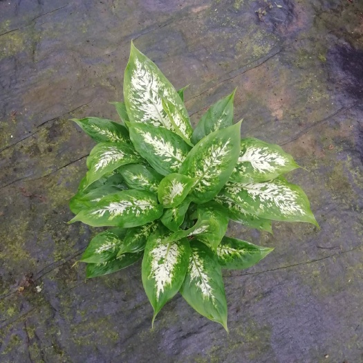 广州花叶万年青A230盆 室内优质观叶花卉绿植盆栽批发