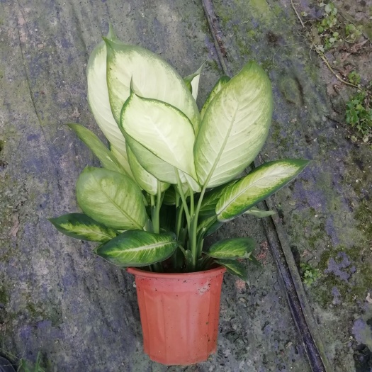 广州 玛丽安万年青 室内优质观叶绿植盆栽批发