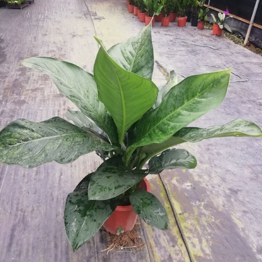 广州大叶万年青 绿霸王60-80cm高 室内高档绿植盆栽批发