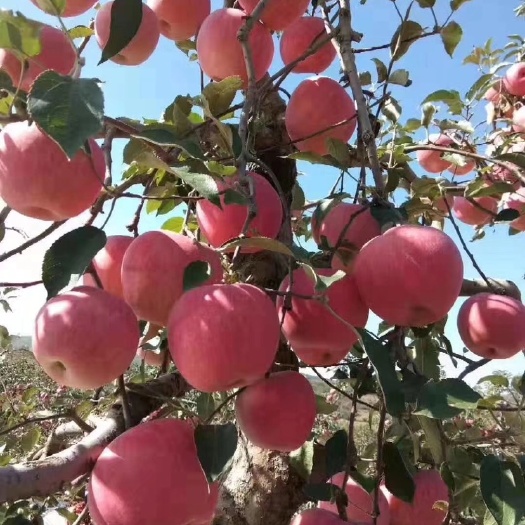 平邑县金冠苹果苗