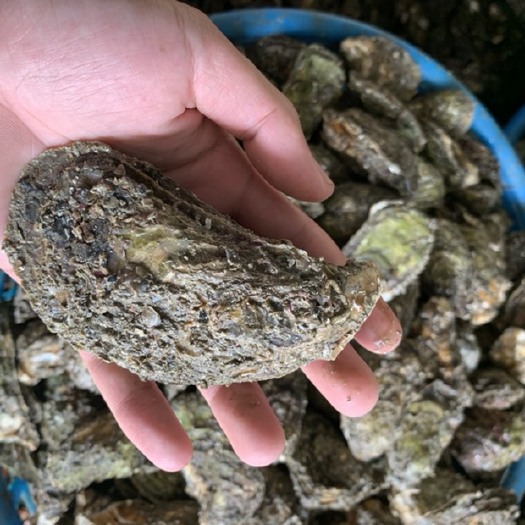 饶平县井州牡蛎 海水 1-2两/只 2-3两/只 3-4两/只 4-5两/只 5-6两/只 6两以上/只   冷冻水产