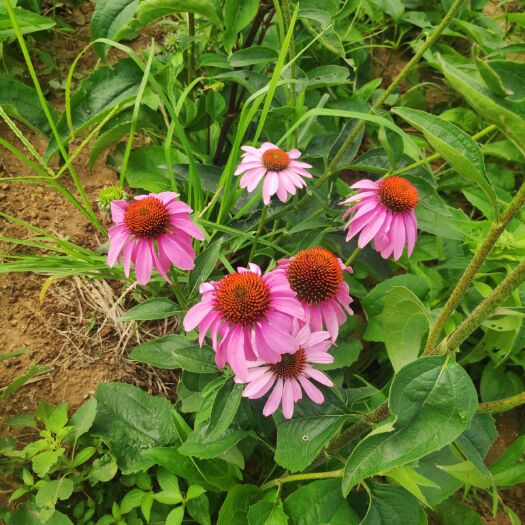 鹤壁松果菊花苗 紫锥菊苗