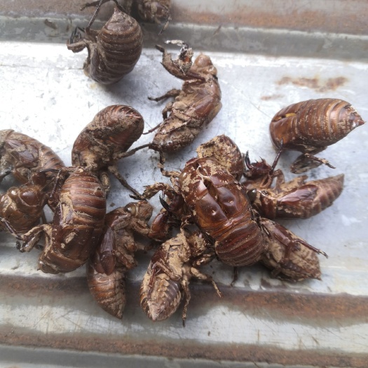 秭归县蝉蜕 蝉脱，非养殖，无尘土