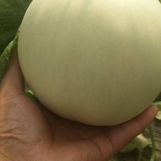 精品玉菇甜瓜，西州蜜，口感好，甜度高，价格实惠