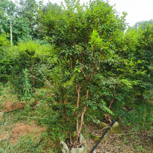 嘉宝果苗  沙巴嘉宝果四季早生艾斯卡福岗树葡萄小中大苗批发