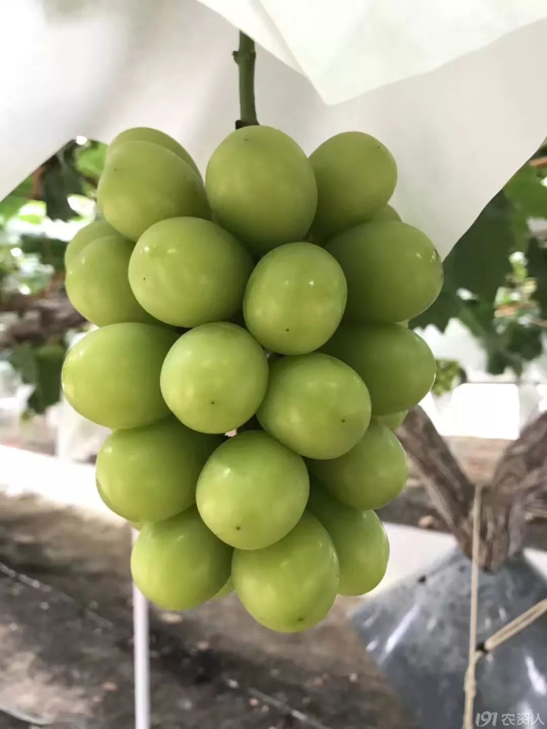 巨峰葡萄 绿色种植，品质优良，欢迎选购
