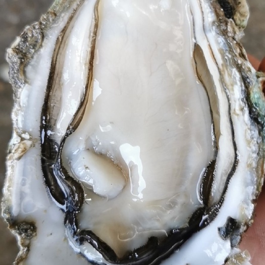 阳西县阳江生蚝 阳江生气