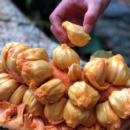 海南榴莲蜜，非菠萝蜜，一件代发微商电商对接24年发发发