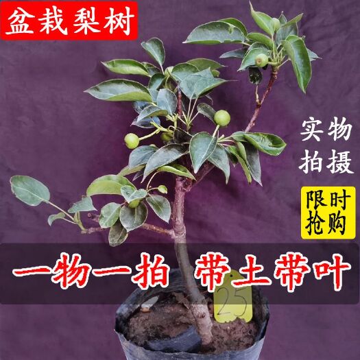 平邑县早酥红梨苗 早酥红梨  香梨  苹果梨 灰梨  水晶梨  黄金梨面  盆
